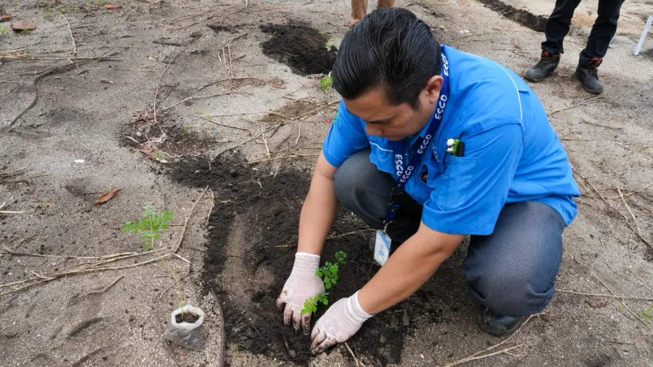 Planting trees